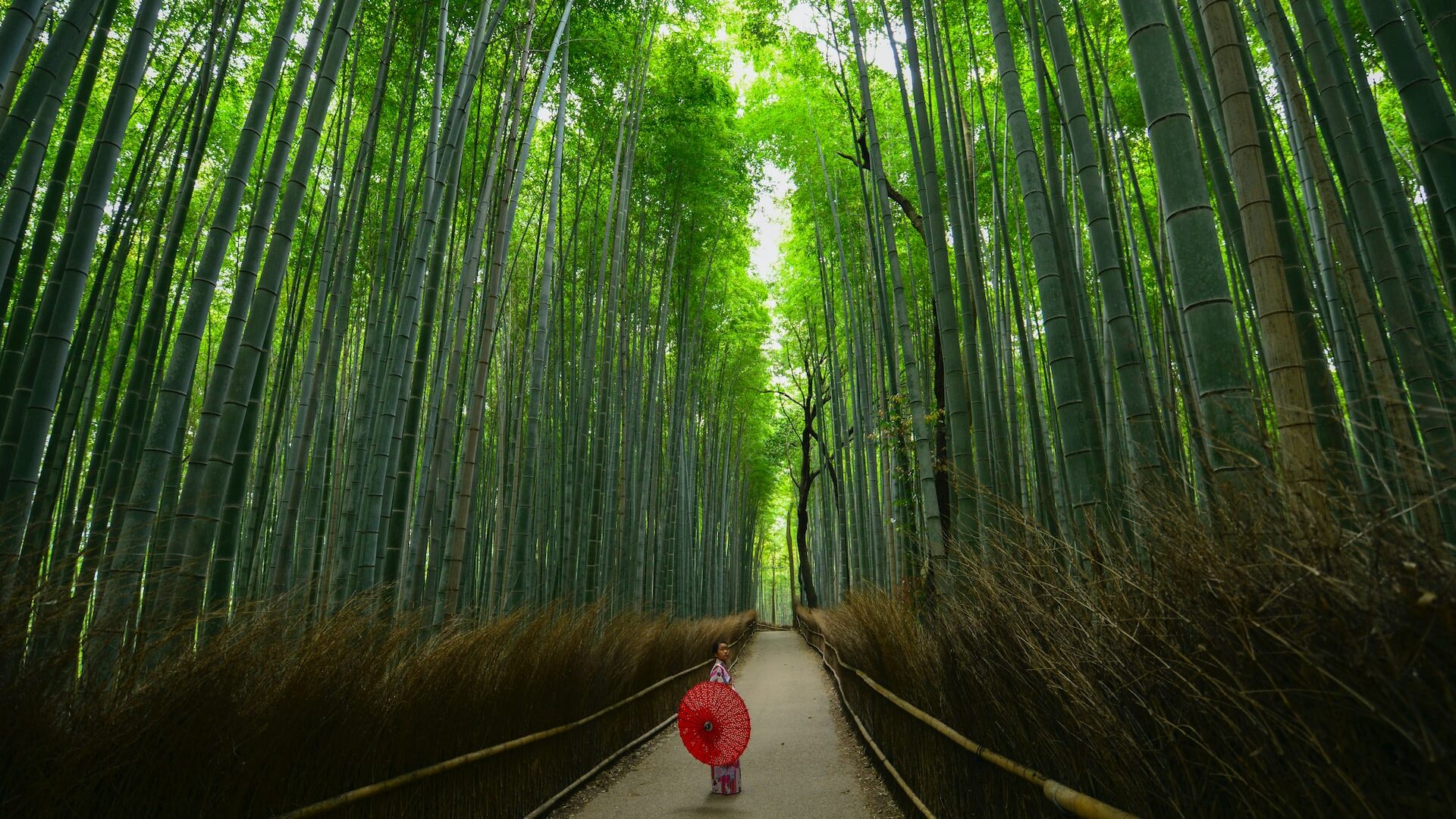 Bamboo Forest, Arashiyama