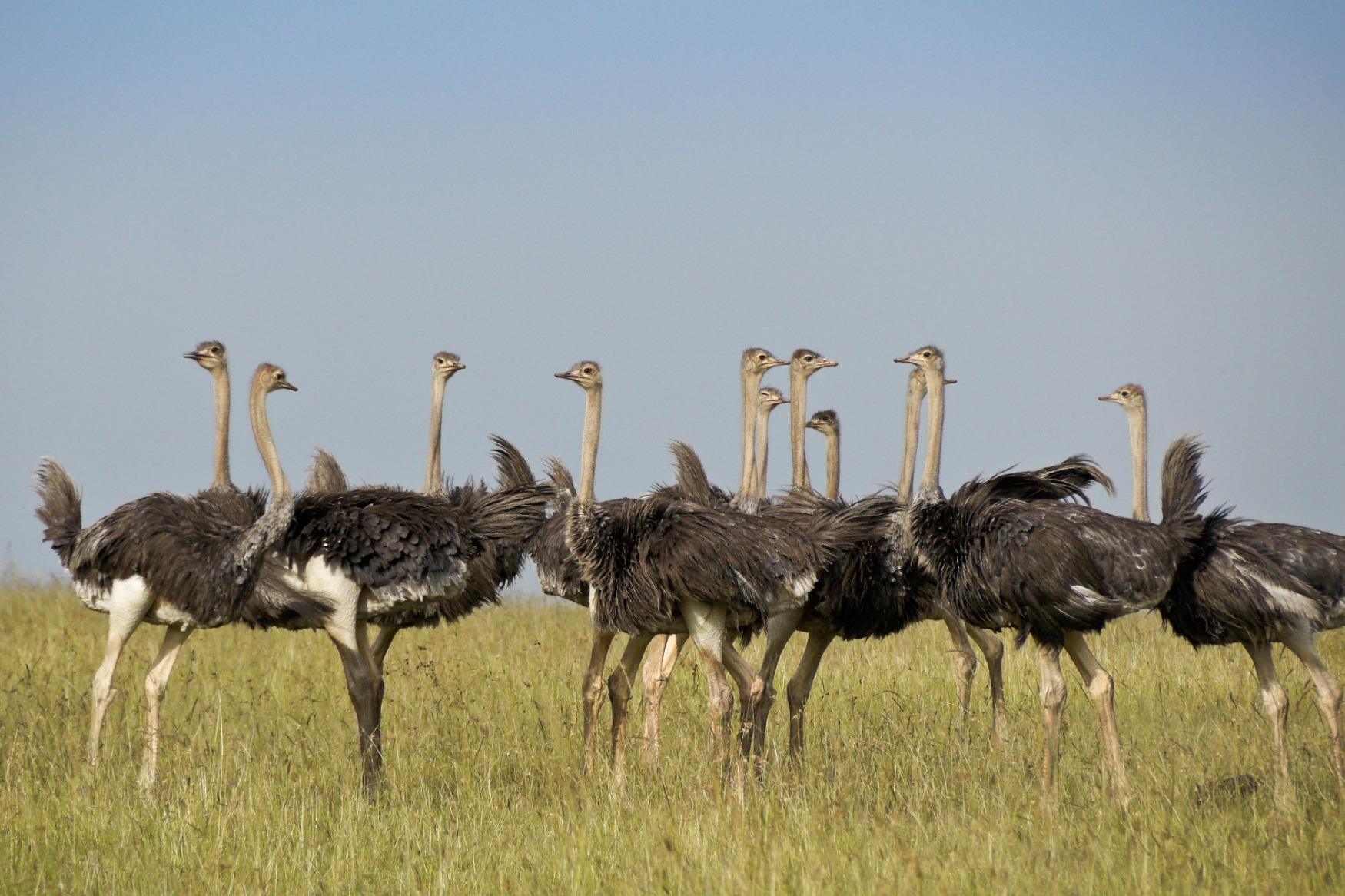 Mossel Bay, Oudtshoorn Ostrich Farms