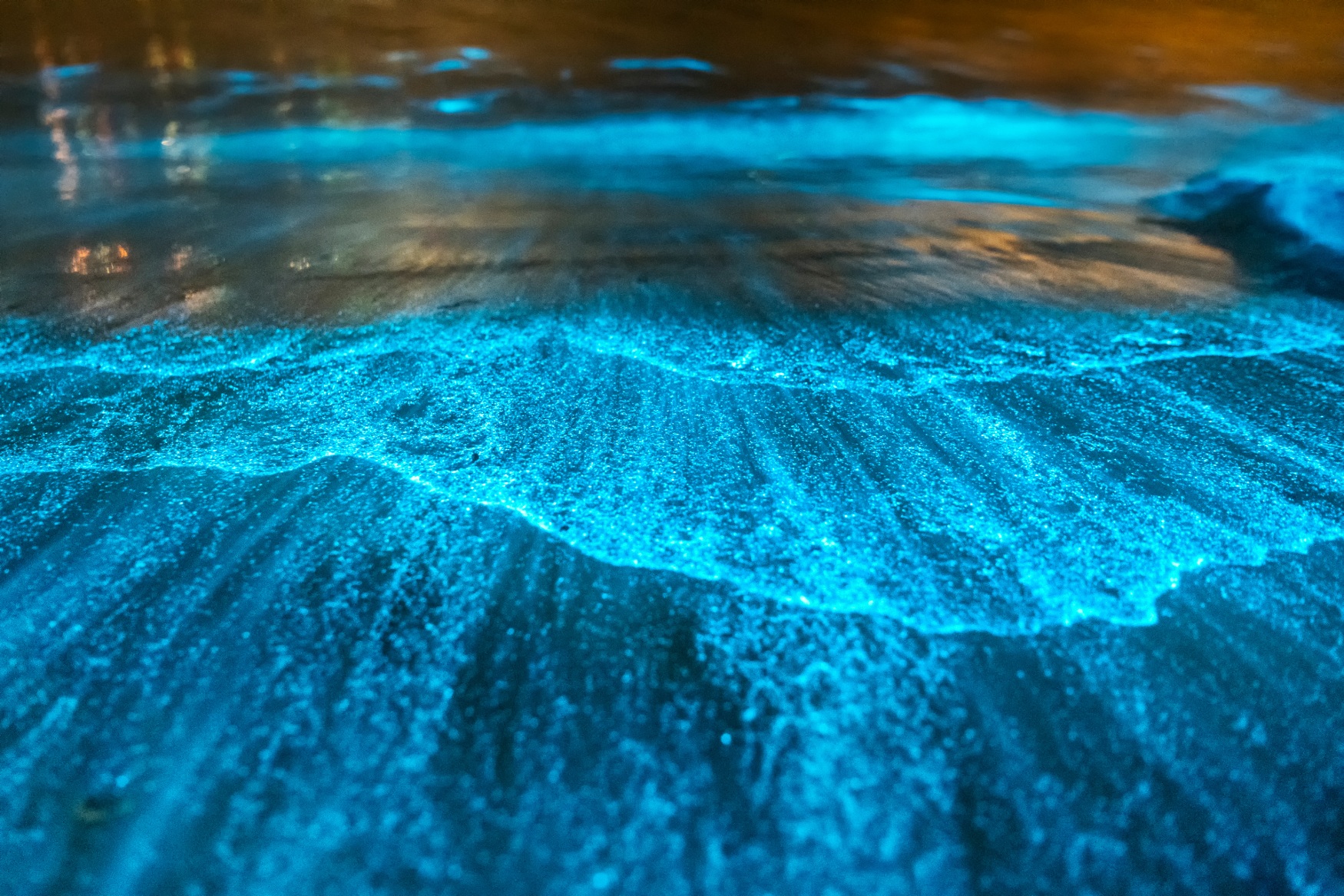 Springbrook Park in Australia a best bioluminescent beaches in the world