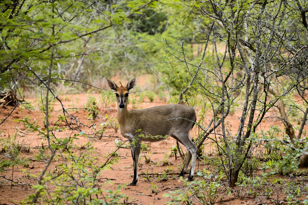 Mapungubwe National Park a best national park in South Africa