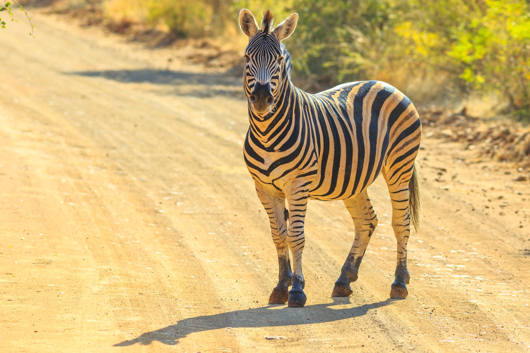 Marakele National Park a best national park in South Africa