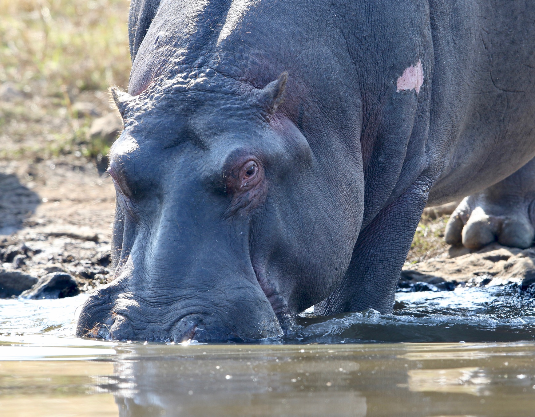 Pilanesberg National Park a best national park in South Africa
