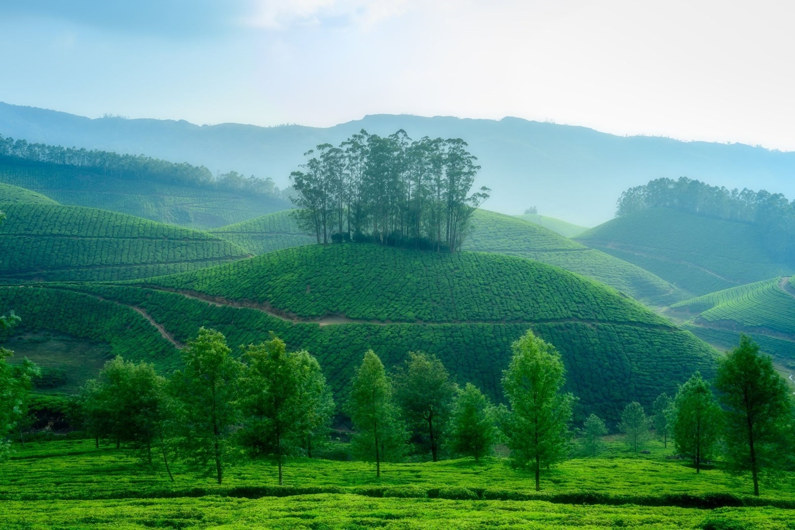 Visit a Spice Plantation in Kerala