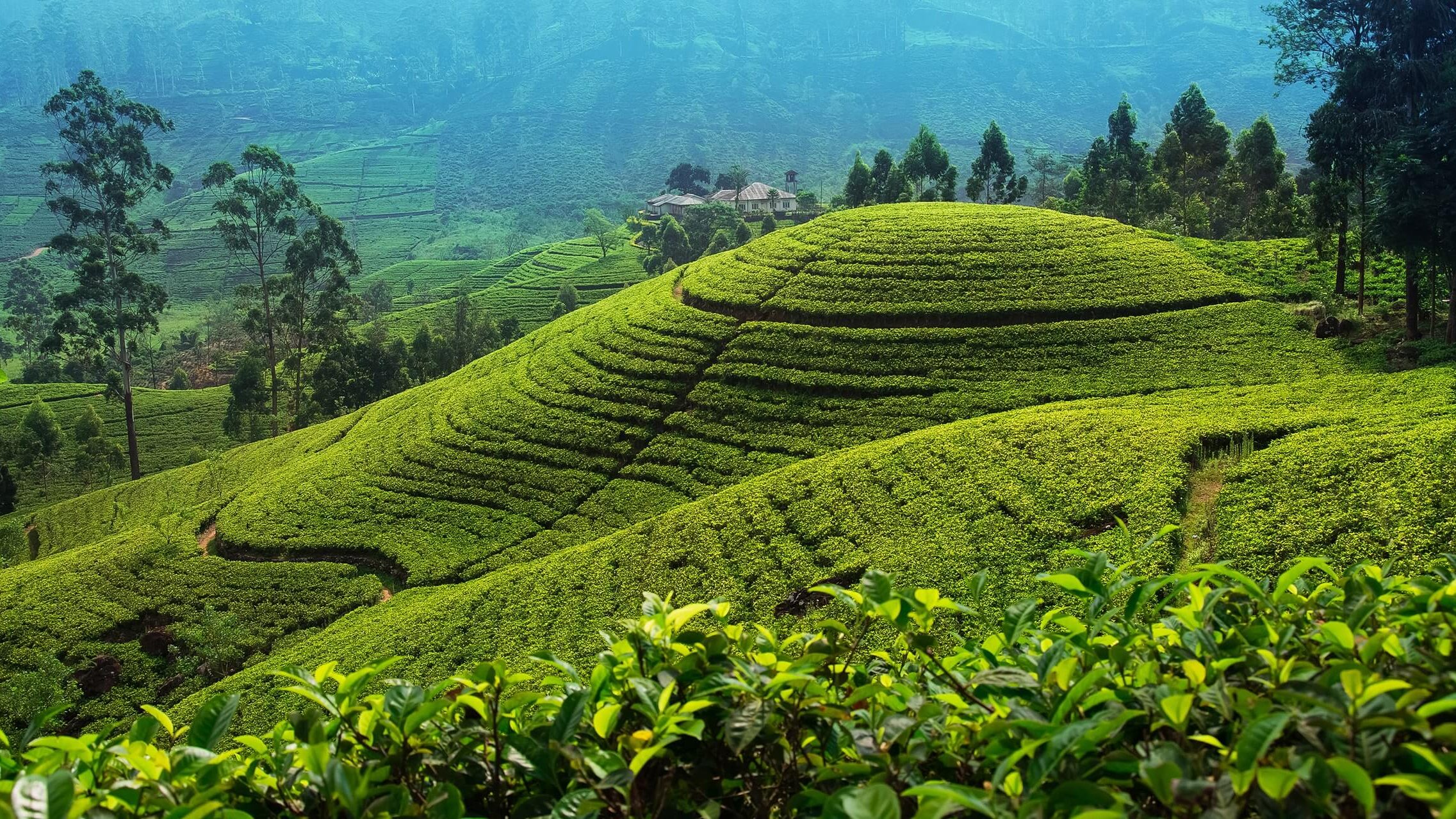 Tea plantation near Nuwara Eliya, Sri Lanka