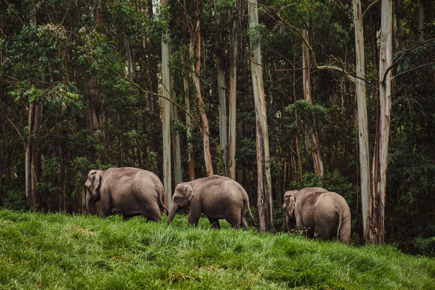 Wayanad a best place to visit in Kerala