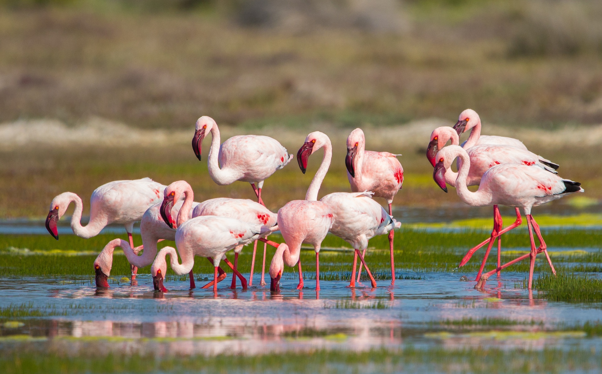 West Coast National Park a best national park in South Africa