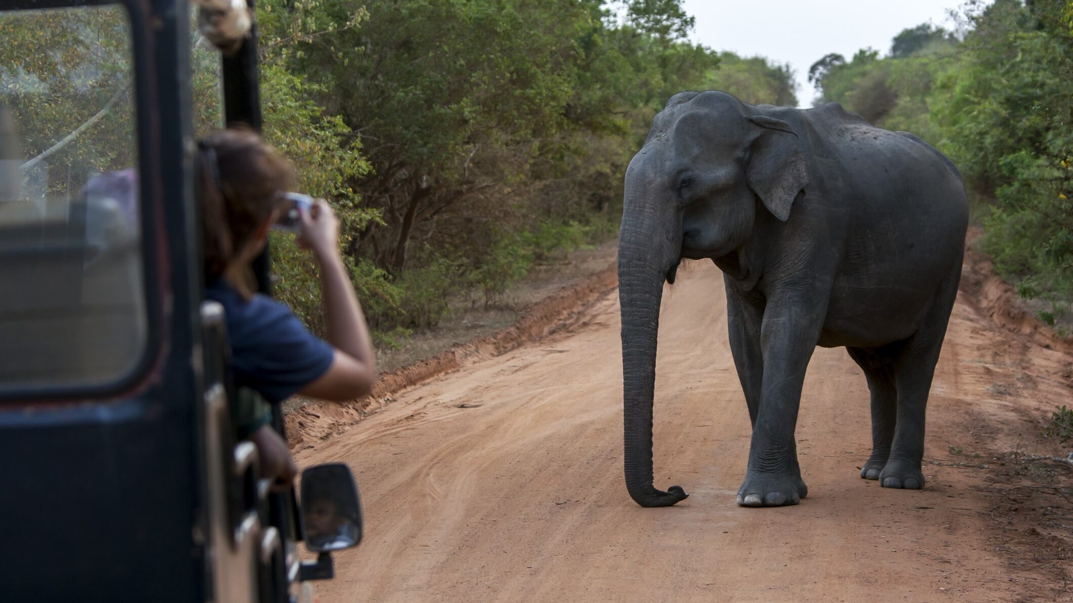 Safari in Yalan National Park, Sri Lanka