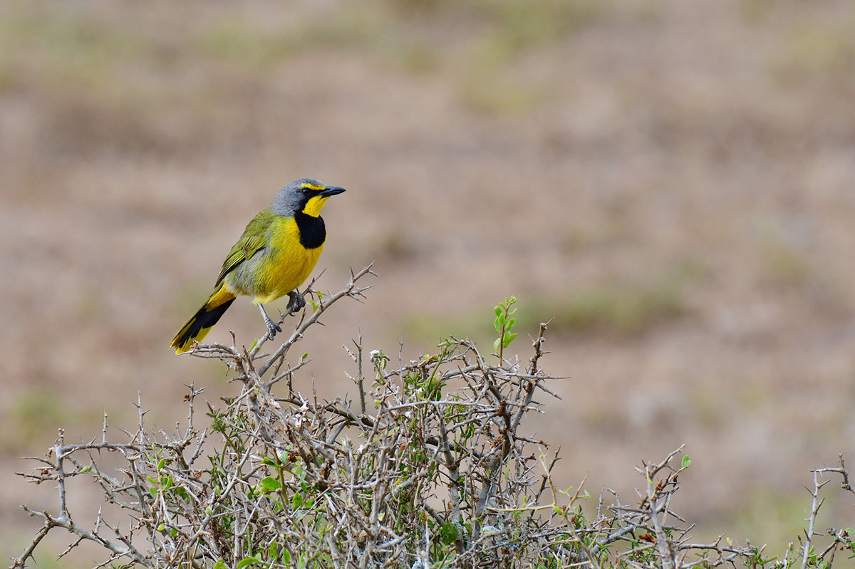 Bird Watching Tours