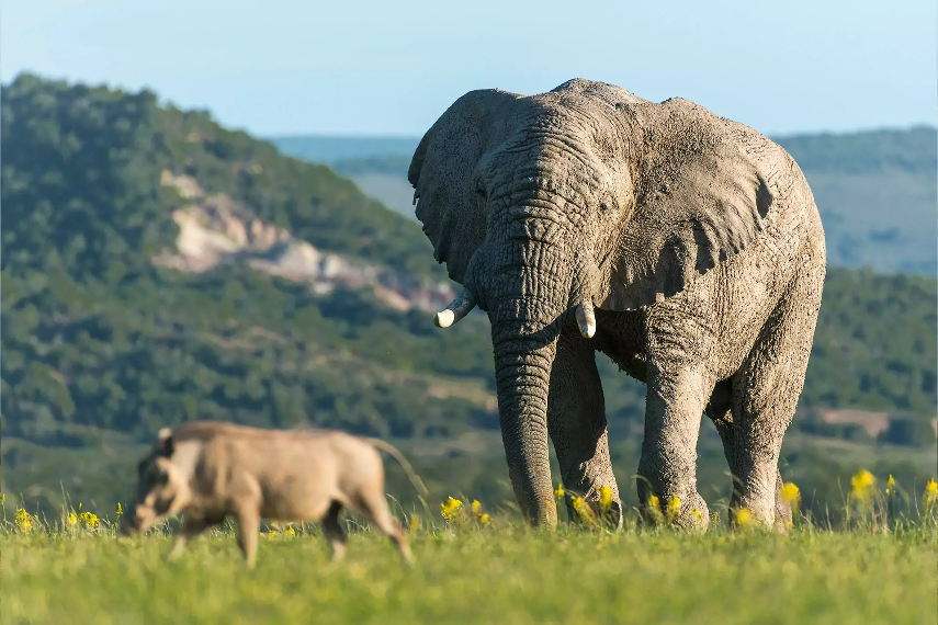 Shamwari Private Game Reserve location