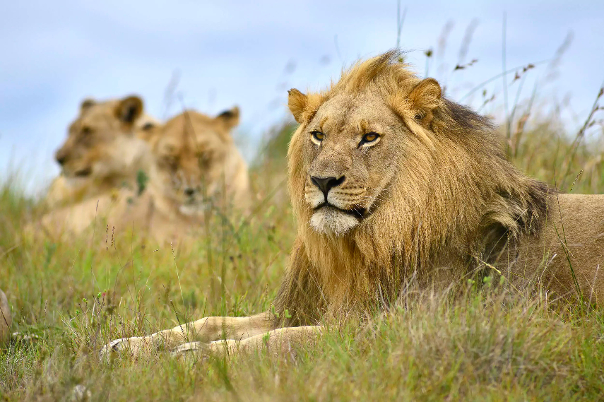 Wildlife and Habitats - Shamwari Private Game Reserve
