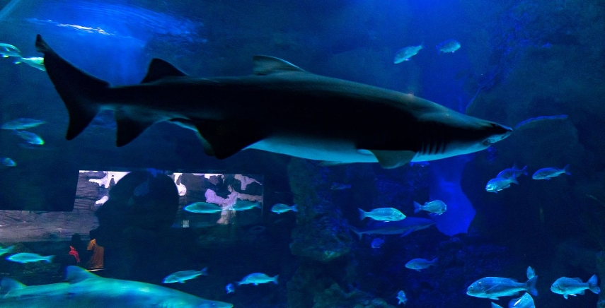 See Dolphins at Fakieh Aquarium