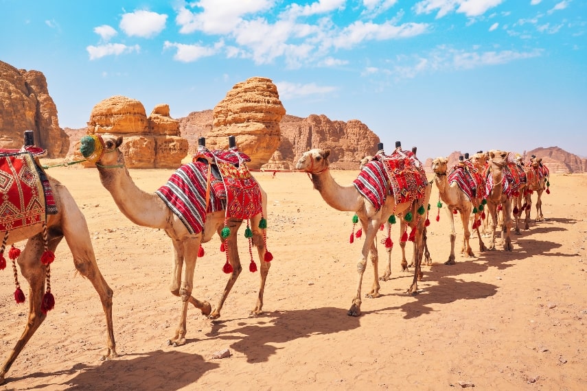 Camel Ride