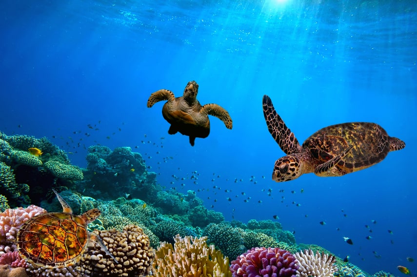 Barbados a best holiday destination in December