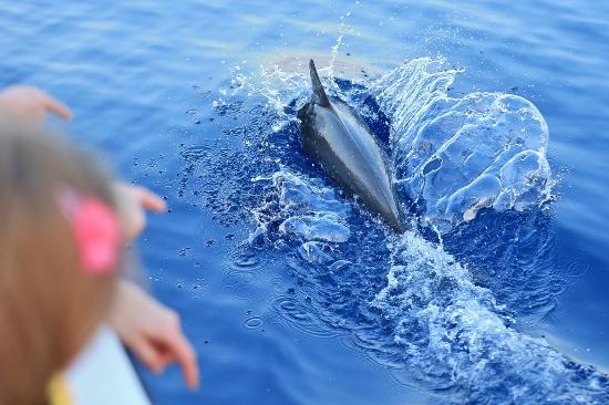 Dolphin Cruises Soneva Fushi Maldives