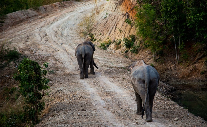 Things to do at The Bush Camp Chiang Mai