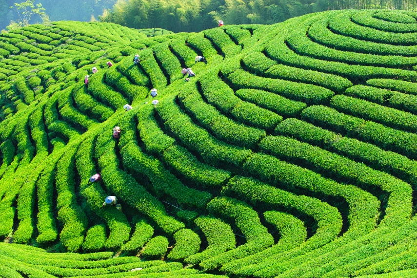 Visit Taiwan in June