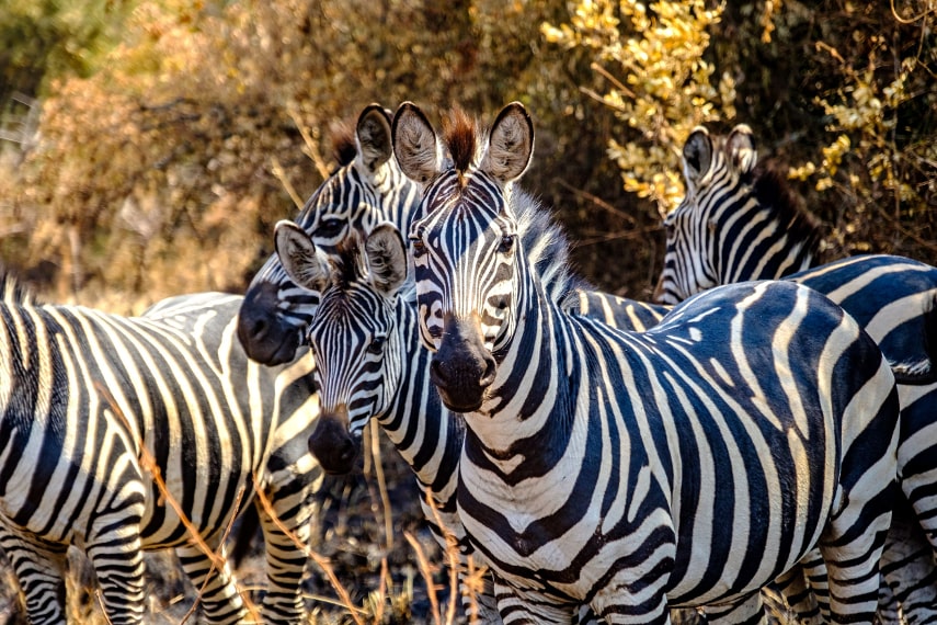Visit Uganda in August