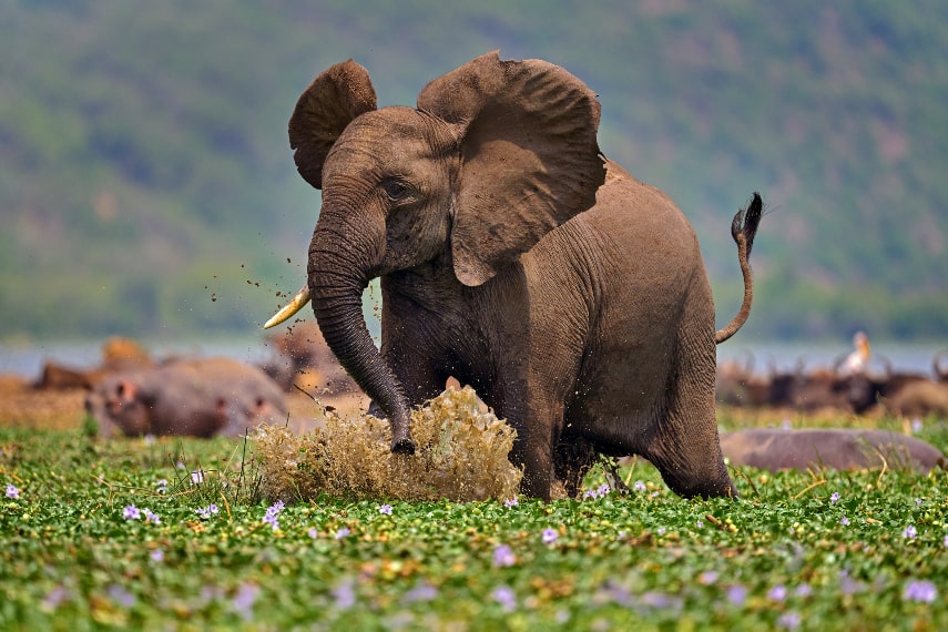 Visit Uganda in December
