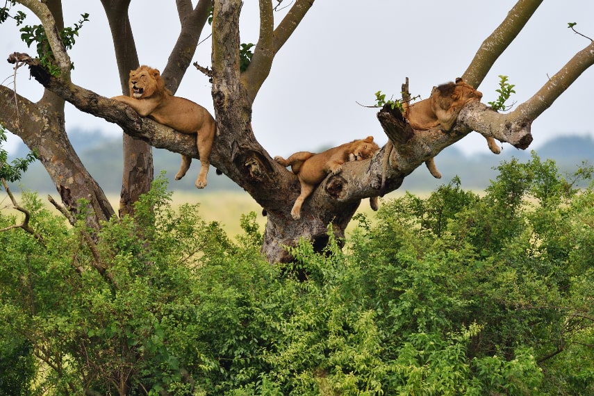 Visit Uganda in February