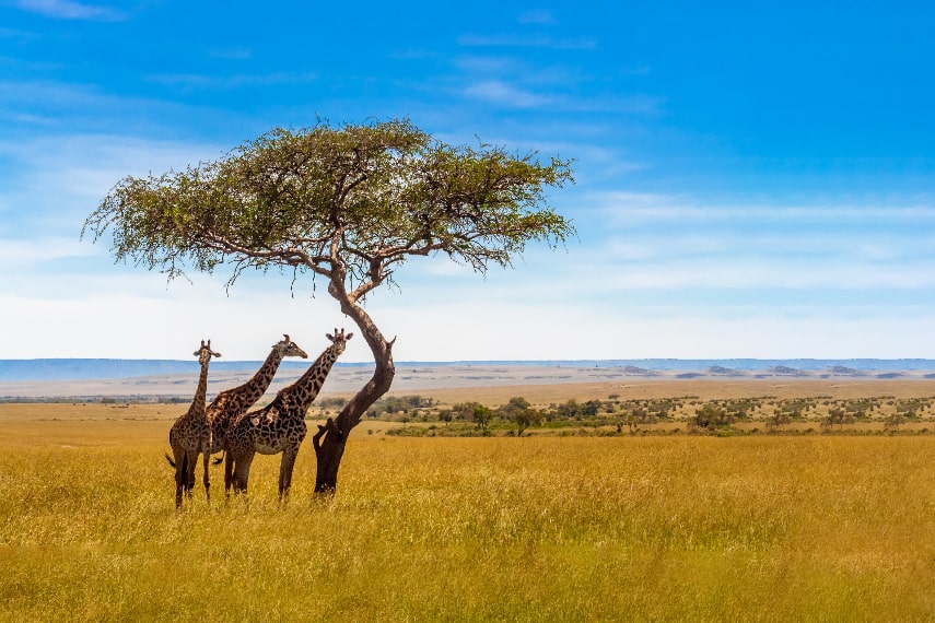 Visit Uganda in March