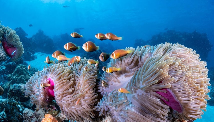 COMO Cocoa Island have best house reef in the Maldives