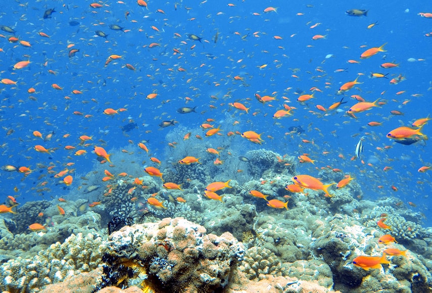 Diamonds Thudufushi Maldives Resort & SPA have best house reef in the Maldives