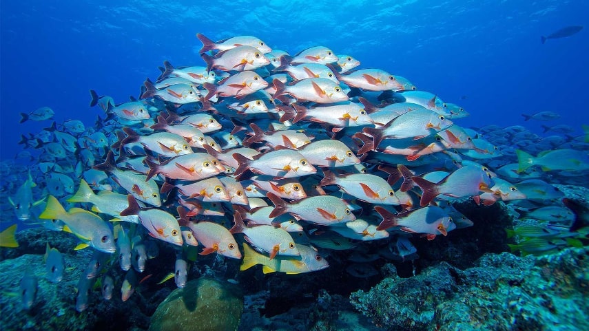 Hurawalhi Island Resort have best house reef in the Maldives