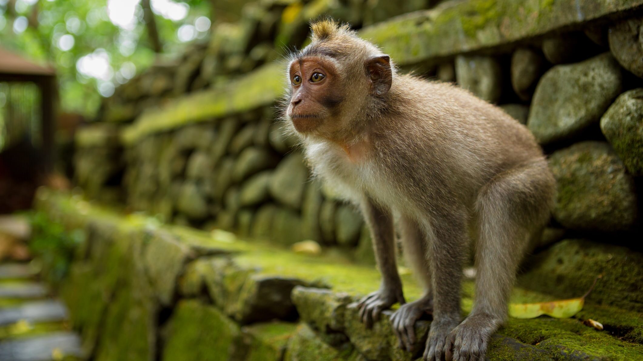 Monkey in Ubud Bali