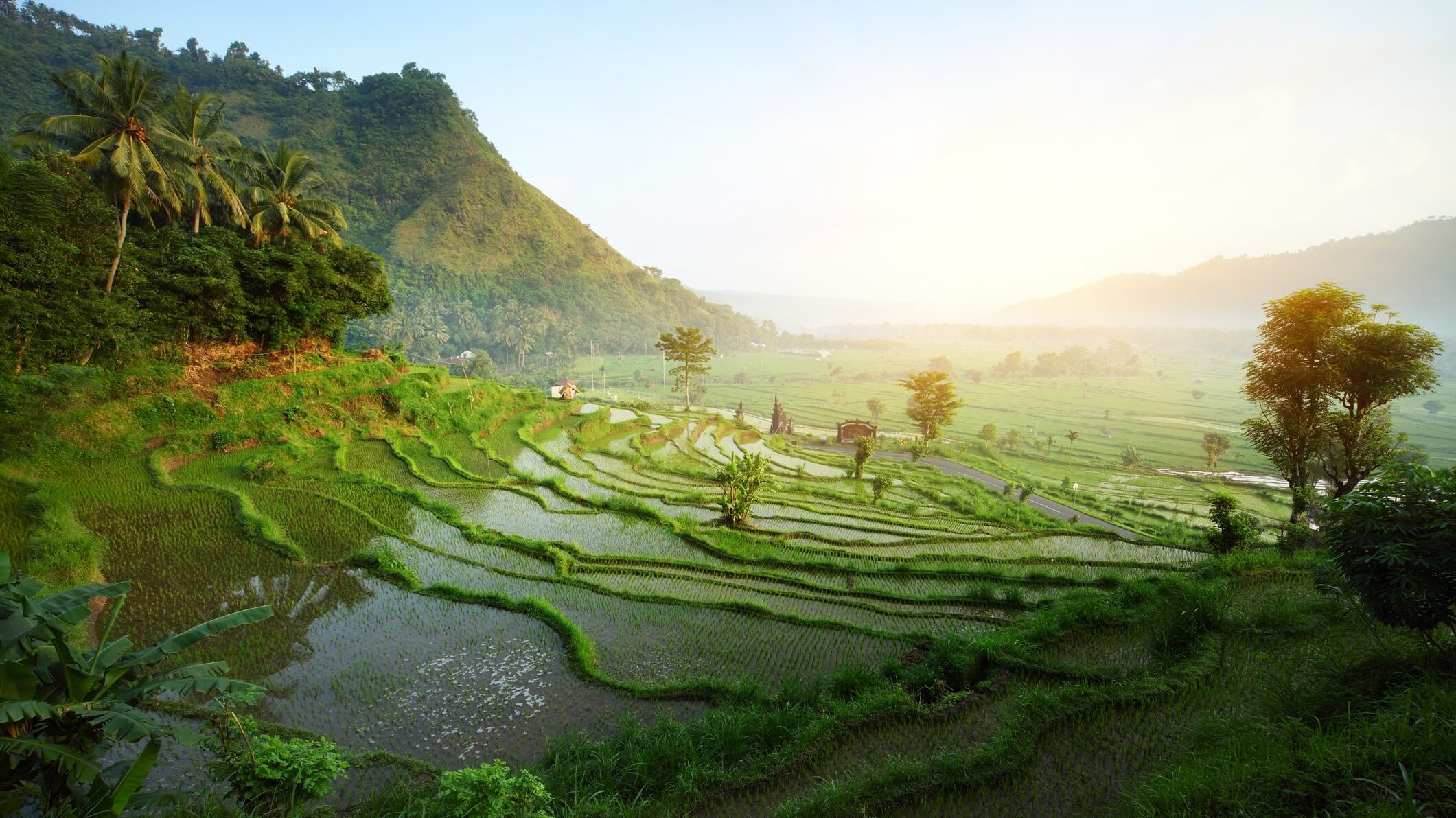 Bali Rice terrace