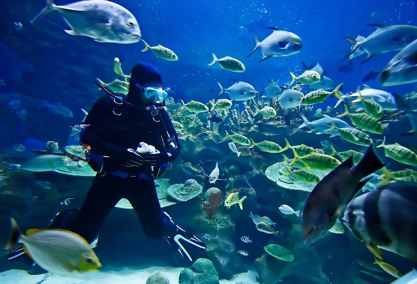 What to Do in Barbados in January
