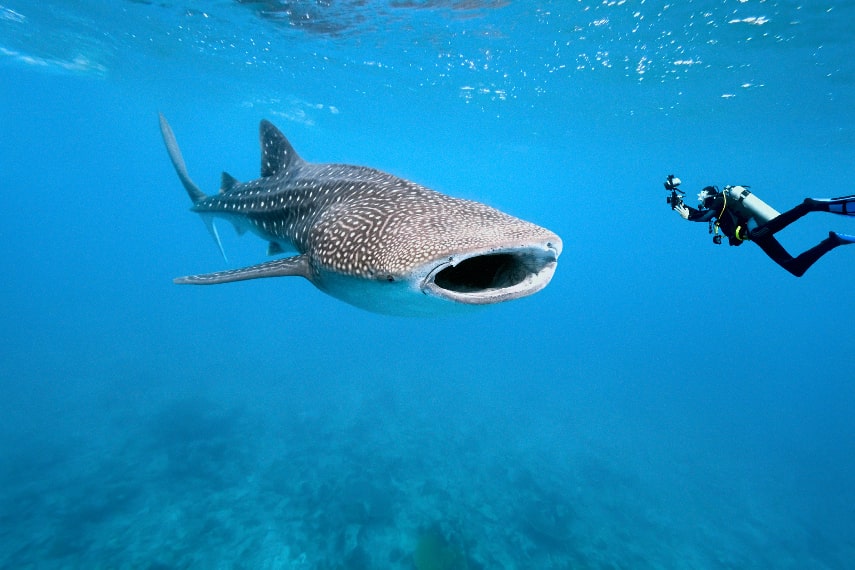 What to Do in Maldives in August