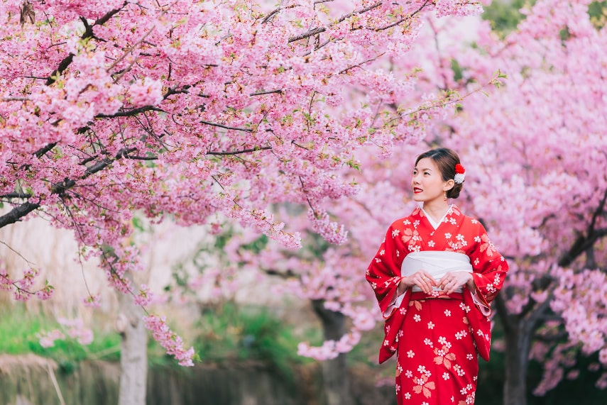 Cherry Blossom Forecast