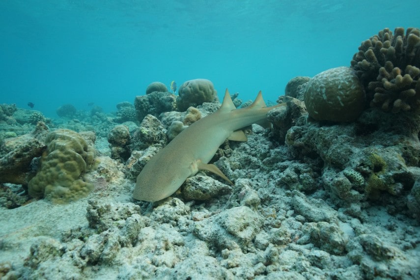 Fushifaru Maldives house reef