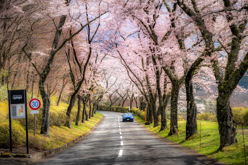 Tips for Visiting Japan