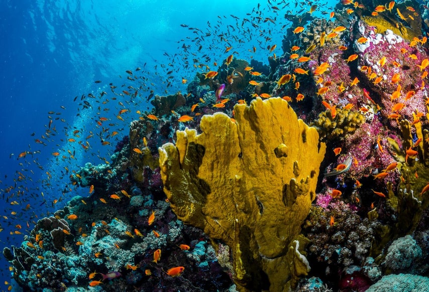 Things to know before visiting the Red Sea