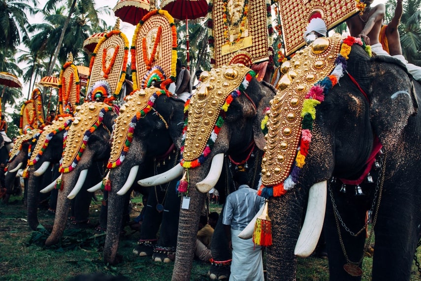 Spend time with elephants