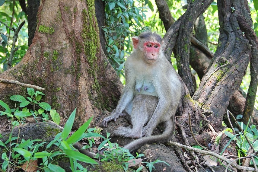Bhagwan Mahavir Wildlife Sanctuary. Goa, India