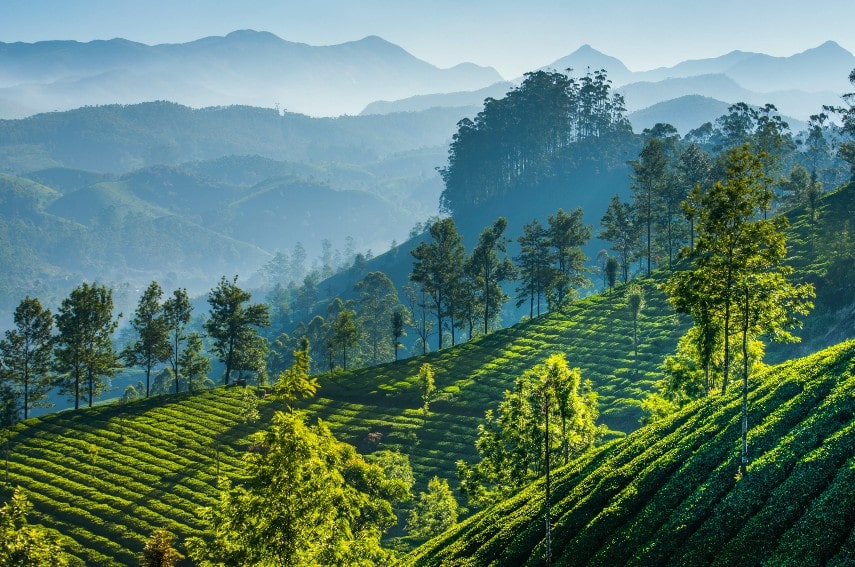 Munnar Valley