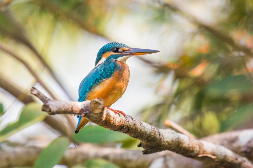 Kingfishers in Goa