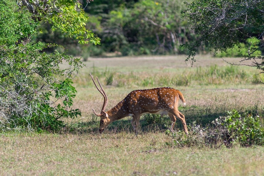 Kumana National Park, Sri Lanka