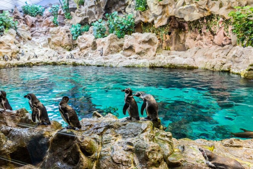 Loro parque, Canary Islands, Spain