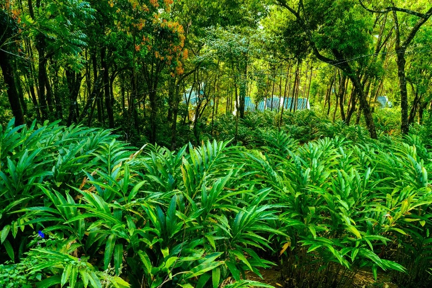 Spice Plantations, Munnar