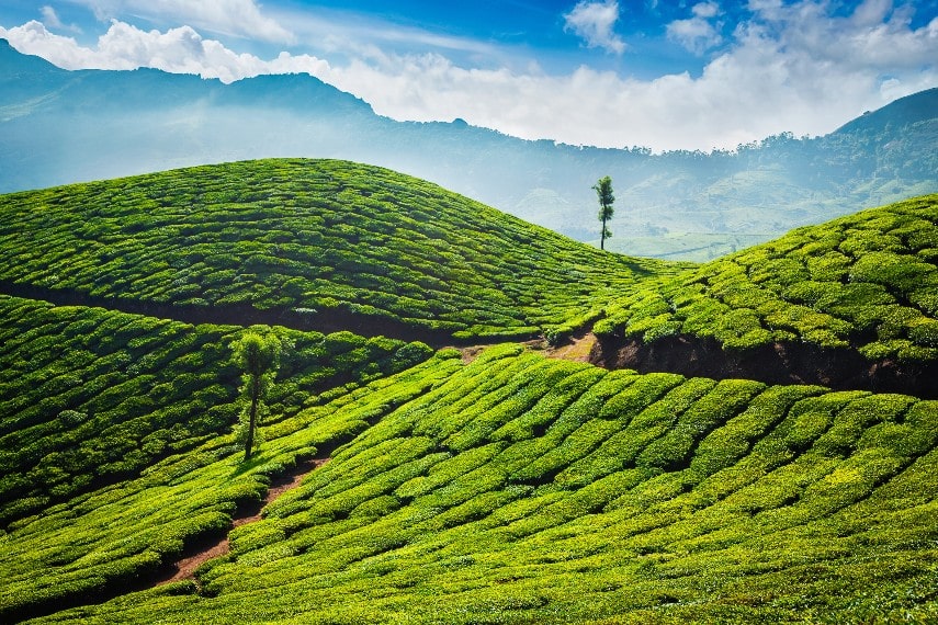 Munnar, tea plantation