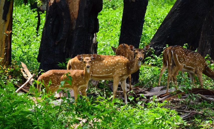 Wayanad’s Wildlife, Kerala