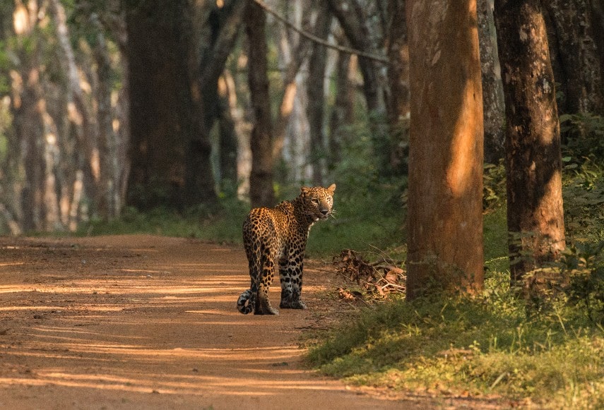 Wilpattu national park, Anuradhapura, Sri Lanka