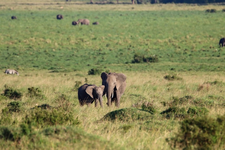 Masai mara, Kenya