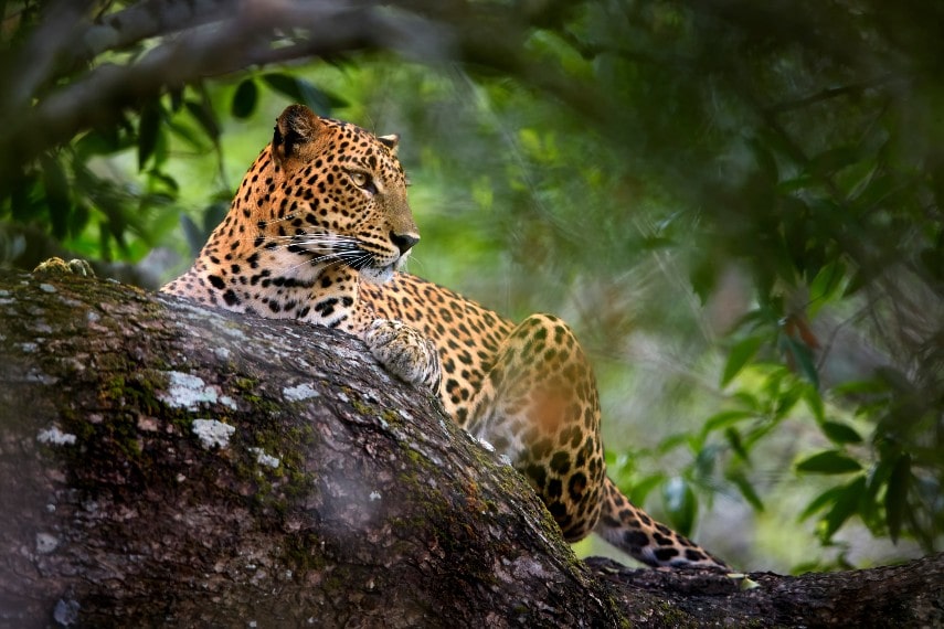 Yala national park, Sri Lanka