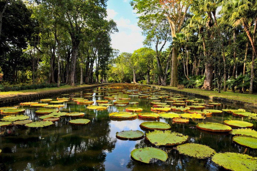 Pamplemousses Botanical Garden, Mauritius