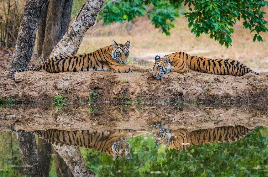 leopards in ranthambore national park