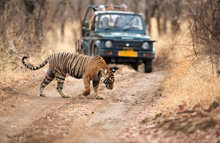 About Ranthambore national park